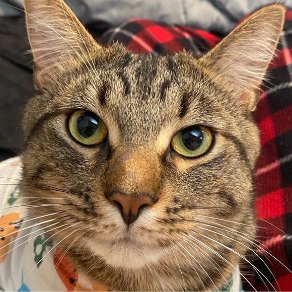 Meet your Posher, Madison - Picture 1 of 1